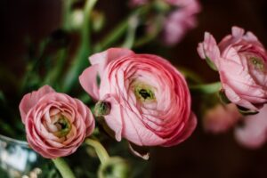 photo of pink ranunculus flowers